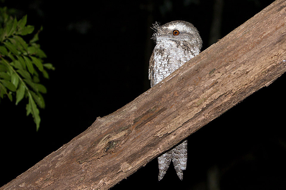 Marbled Frogmouth (Podargus ocellatus)